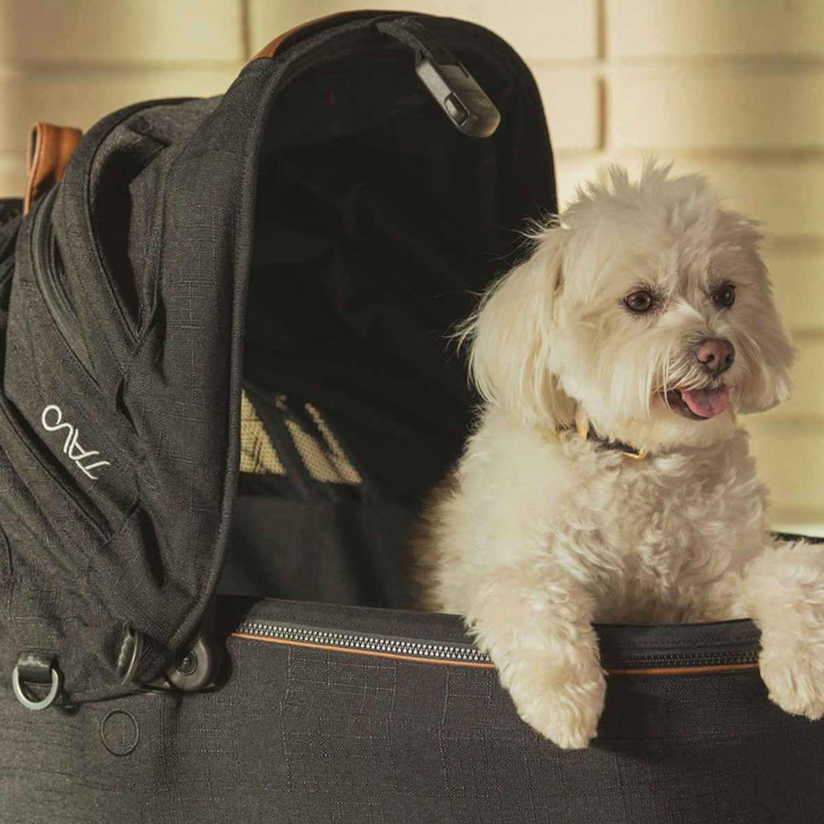 Dog sitting in Tavo Maeve Pet Car Seat - Medium Flex - Onyx