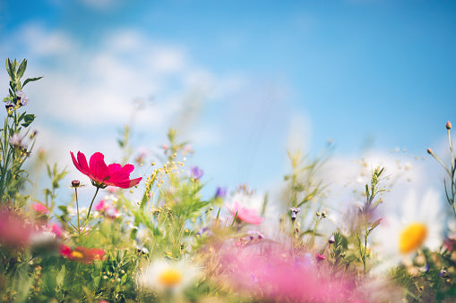 Bringing in Spring!